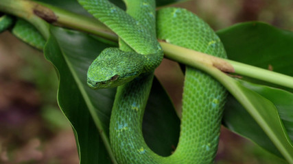 Green snake on a branch