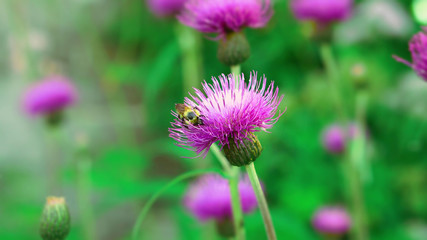 Obraz premium Bumblebee in milk thistle