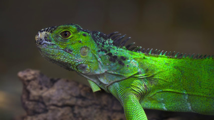 Iguana on a branch