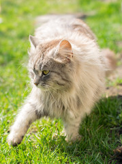 Naklejka na ściany i meble Gray furry cat walking in the green garden