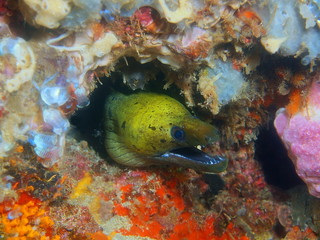 Moray eel
