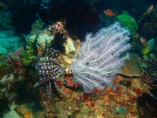 Crinoid