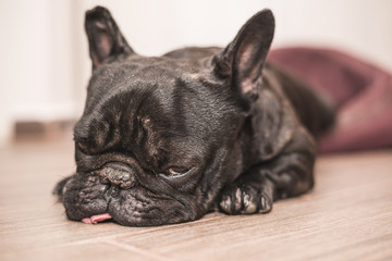 french bulldog sleeping