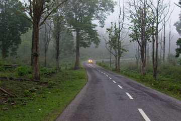 Beautiful road inside forest