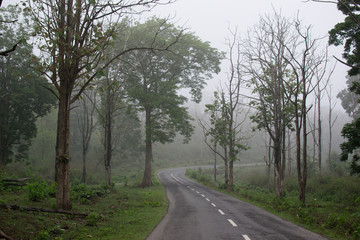 Fototapeta na wymiar beautiful road inside forest 