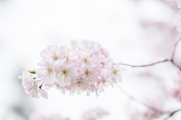 cherry tree blooming