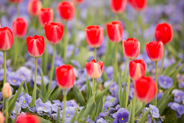 Fototapeta premium チューリップ畑