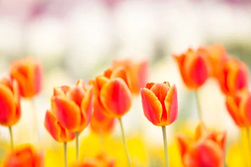 Poster de jardin Tulipe Champ de tulipes