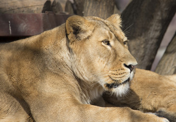 Obraz premium Лев.