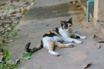 Lonely cat on the floor