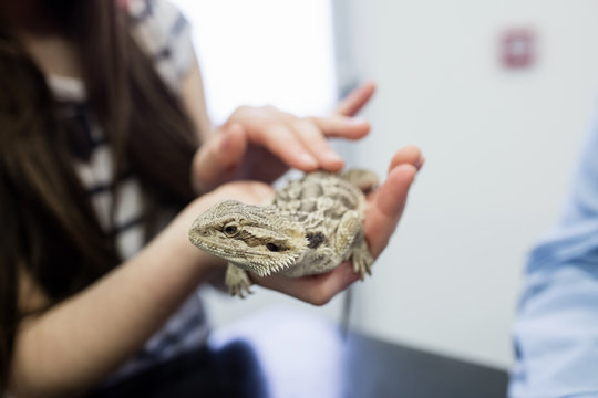 Mid-section of girl petting her pet lizard