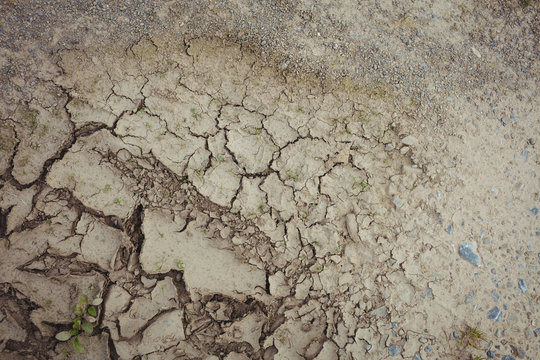 Close-up of dry field 