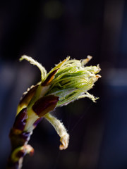 Green leaves collected in bud