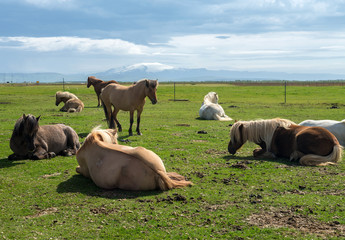 A herd of Icelandic horses in a pasture in Iceland