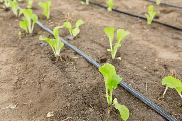 seedlings in the open ground and pipes of drip irrigation, agricultural land