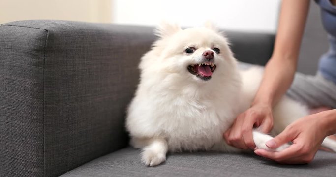 Pomeranian dog feeling angry when touch her hand and finger