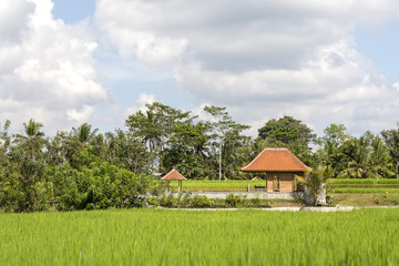 Plakat Tropical house with a tiled roof among rice fields. Bali, Ubud, Indonesia