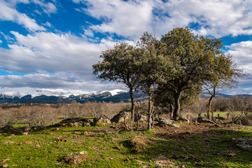 Landscape with holm oak in mountain range