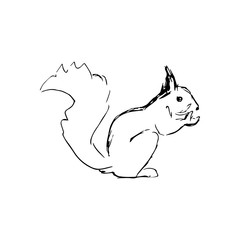 squirrel on white background