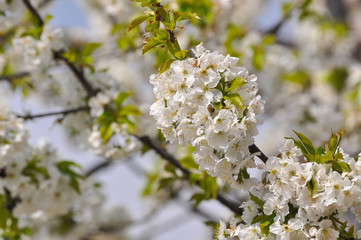 Sweet cherry in full bloom in spring. Cherry branches blossom, spring landscape background