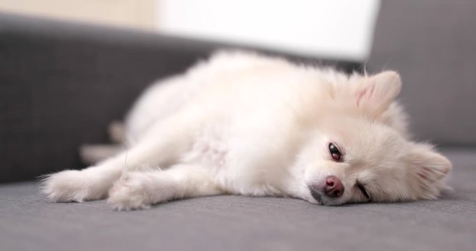Pomeranian dog sleeping on sofa