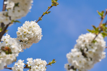 Sweet cherry in full bloom in spring. Cherry branches blossom, spring landscape background