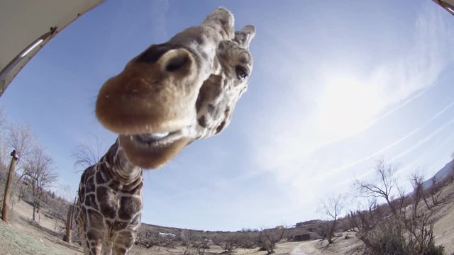 Giraffe being fed from car on african safari