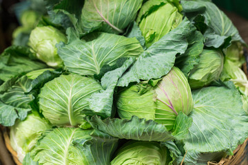 Fototapeta premium Green cabbage harvest.