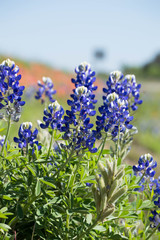 Roadside wildflowers in central Texas  © jlmcanally