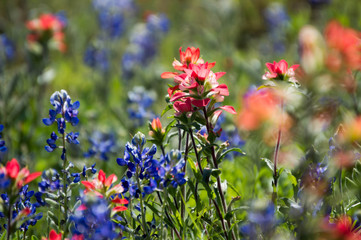 Indian paintbrush