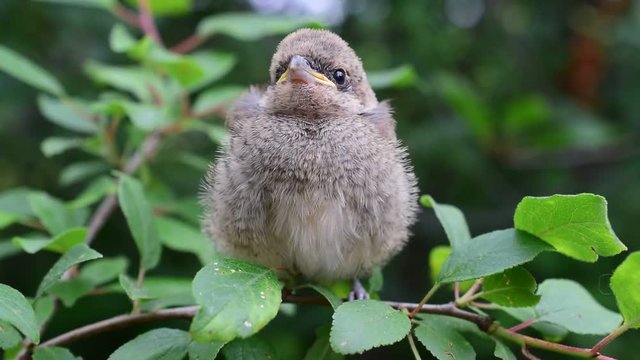 Hand of a human feeding whitethroat fledgling in natural environment outdoors on background of lush green foliage.