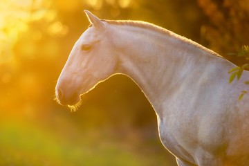 Horse silhouette at sunlight