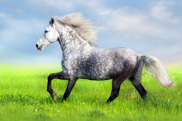 Horse with long mane run free in green grass
