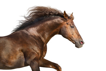 Red stallion with long mane close up portrait isolated on white