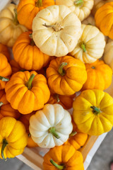 many nice small pumpkins