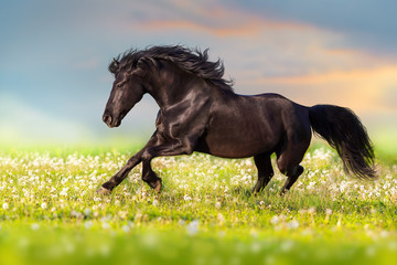 Fototapeta na wymiar Black stallion run free on spring meadow