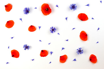 Red poppies and blue cornflowers on white background. Flat lay, top view