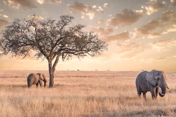 Crédence de cuisine en verre imprimé Éléphant Éléphant dans le parc national du Serengeti, Tanzanie