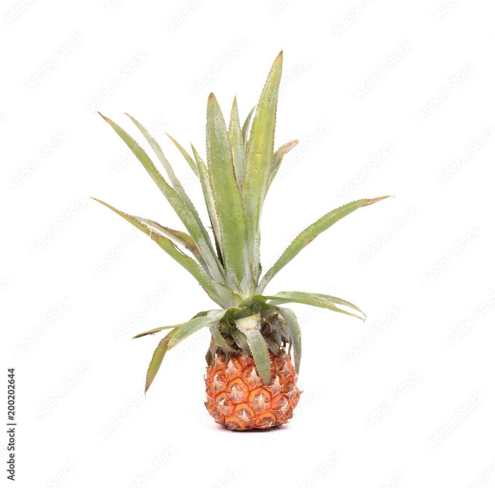 Wall mural mini fruit pineapple