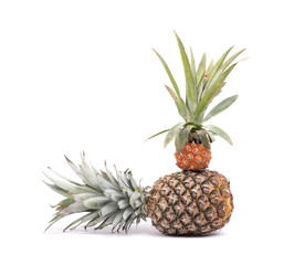 Fototapeta premium Mini fruit pineapple with a big one