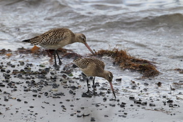 bar-tailed godwit (Limosa lapponica) Norway