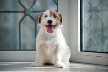 Portrait Jack Russell Terrier dog. Sits on a stone windowsill.