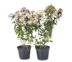 Viburnum tinus in studio