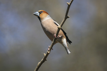 Kernbeisser hält Ausschau