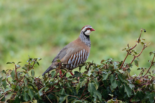 4 Best Perdrix Images Stock Photos Vectors Adobe Stock 4 Best Perdrix Images Stock Photos Vectors Adobe Stock