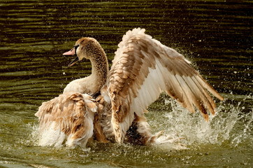 Schwan Flügelschlag im Wasser