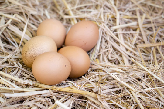 eggs in natural nest