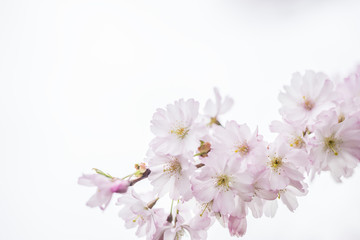 Fototapeta na wymiar cherry pink tree in bloom