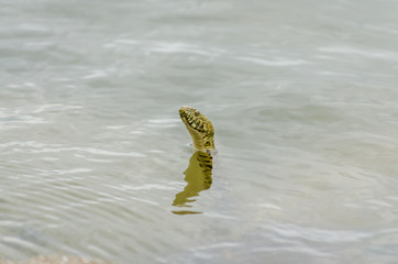 Aesculapian snake (Zamenis longissima - Elaphe longissima)