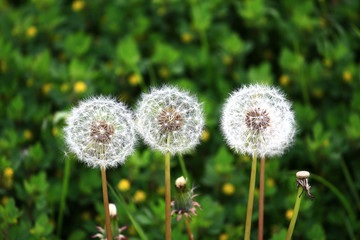 仲良く並んだ綿毛のタンポポ